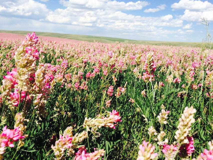 Field of blooming sainfoin under a blue sky